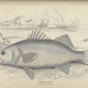 Illustration for article titled Natural History of Fishes of the Perch Family